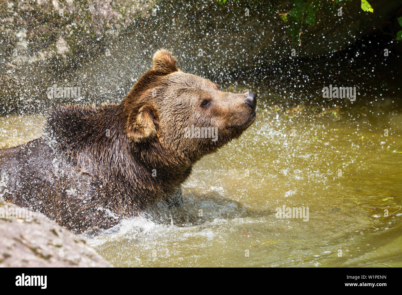 Brown Bear in water shaking, Ursus arctos, Bavarian Forest National Park, Bavaria, Germany, Europe, captive Stock Photo