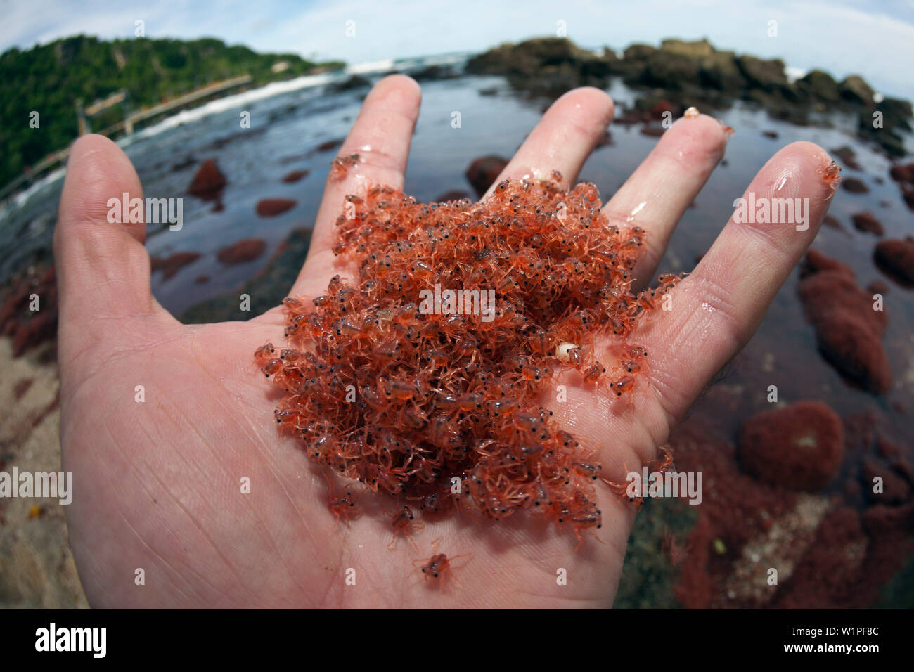 Juvenile Crabs returning from Sea, Gecarcoidea natalis, Christmas Island, Australia Stock Photo