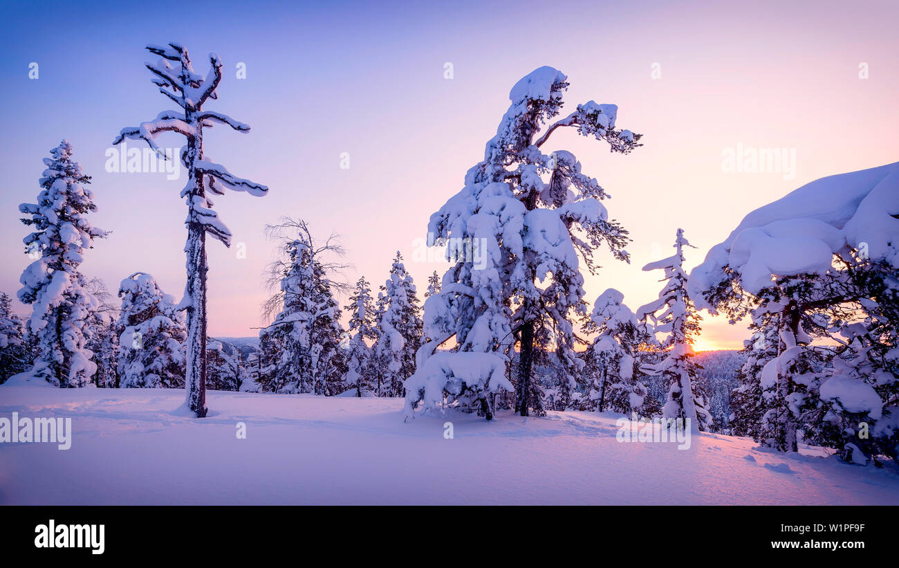 sunset in the ninguid forest, Luosto, finnish Lapland Stock Photo