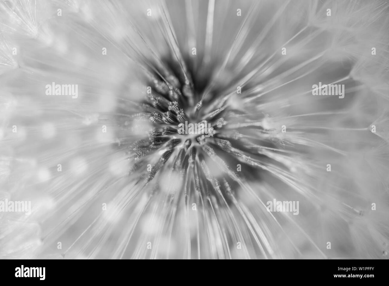 Close up of a dandelion, Seed, Puff Clock, Brandenburg, Germany Stock Photo