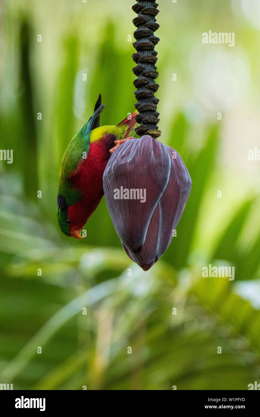 A colorful Kuhl's lorikeet (Vini kuhlii) hangs upside-down on a banana flower with verdant palms in the background, Rimatara, Austral Islands, French Stock Photo