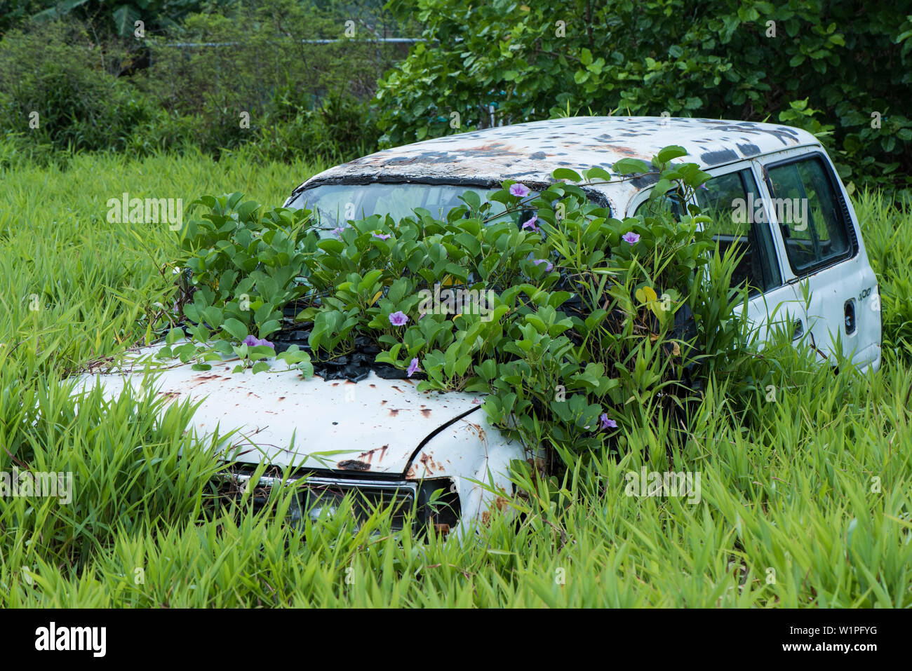 A light blue car, gradually being covered with vines, stands in a swampy area surrounded by high grass, Kosrae Island, Kosrae, Federated States of Mic Stock Photo