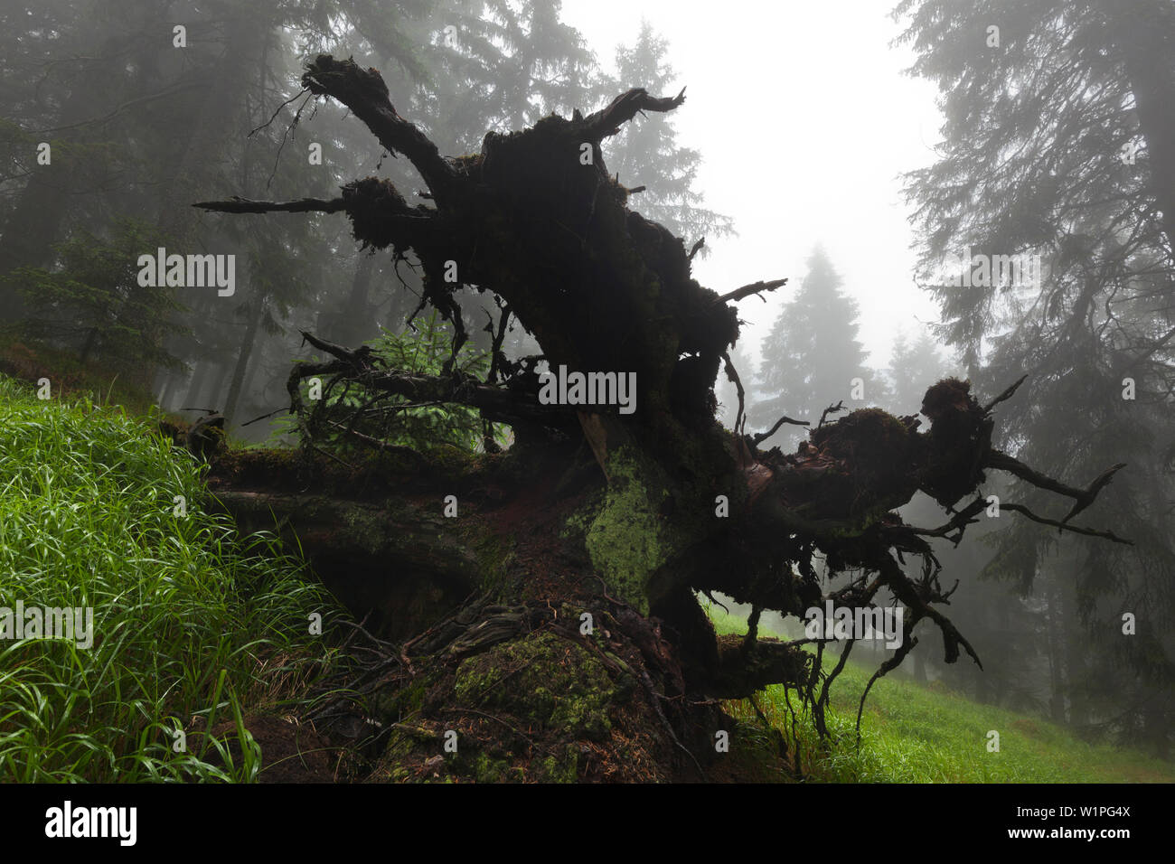 Roots of a fallen spruce, hiking path to Grosser Falkenstein, Bavarian Forest, Bavaria, Germany Stock Photo