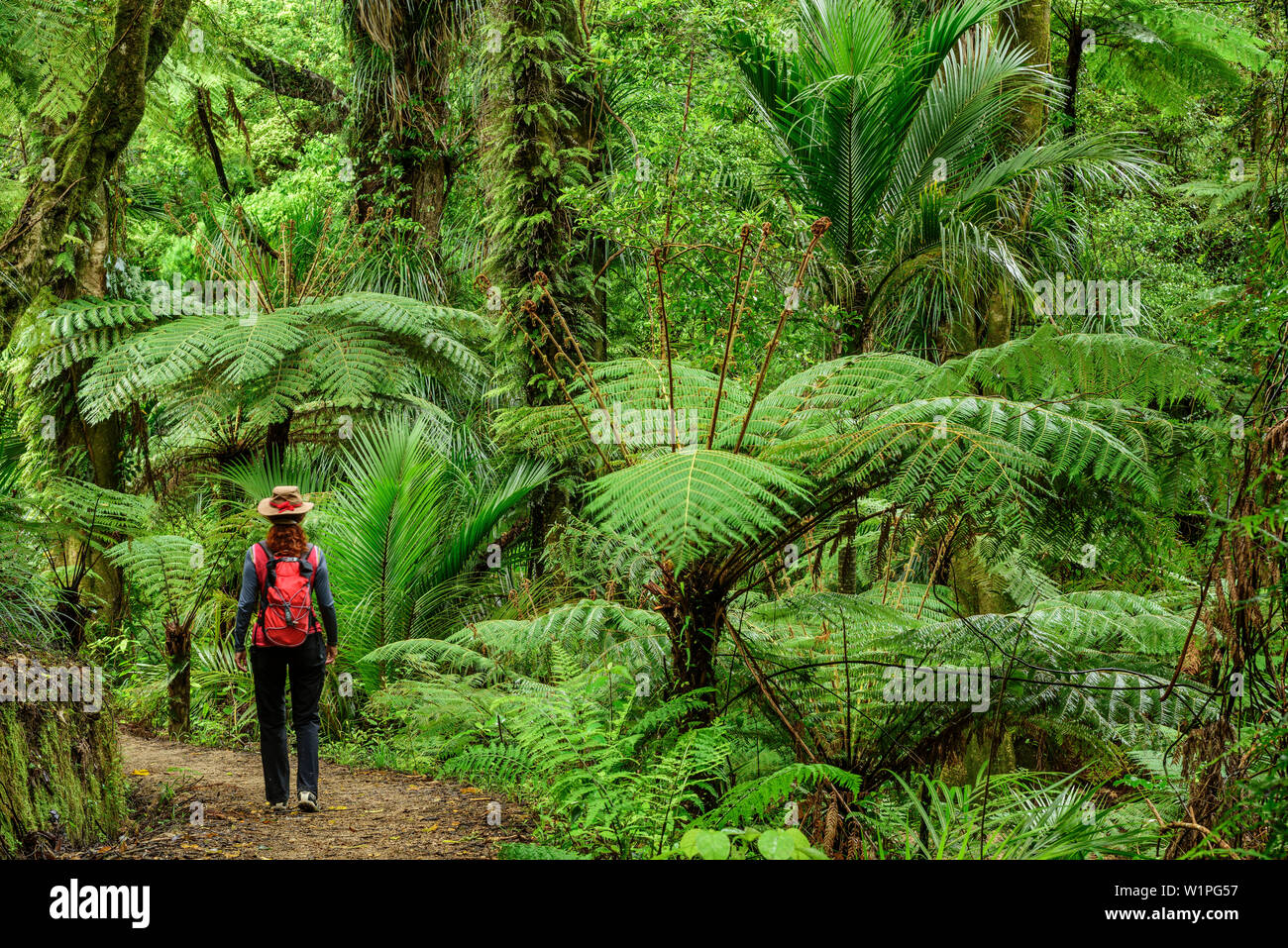 Woman hiking on Abel Tasman Coastal Track through rainforest with fern trees, Abel Tasman Coastal Track, Great Walks, Abel Tasman National Park, Tasma Stock Photo