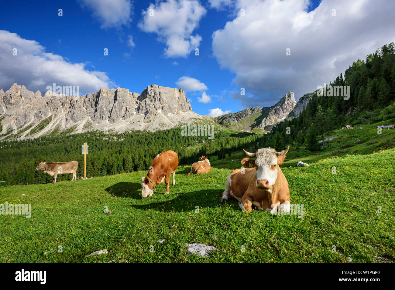 Cattle standing and laying on meadow in front of rock faces, Monte Formin in background, Dolomites, UNESCO World Heritage Site Dolomites, Venetia, Ita Stock Photo