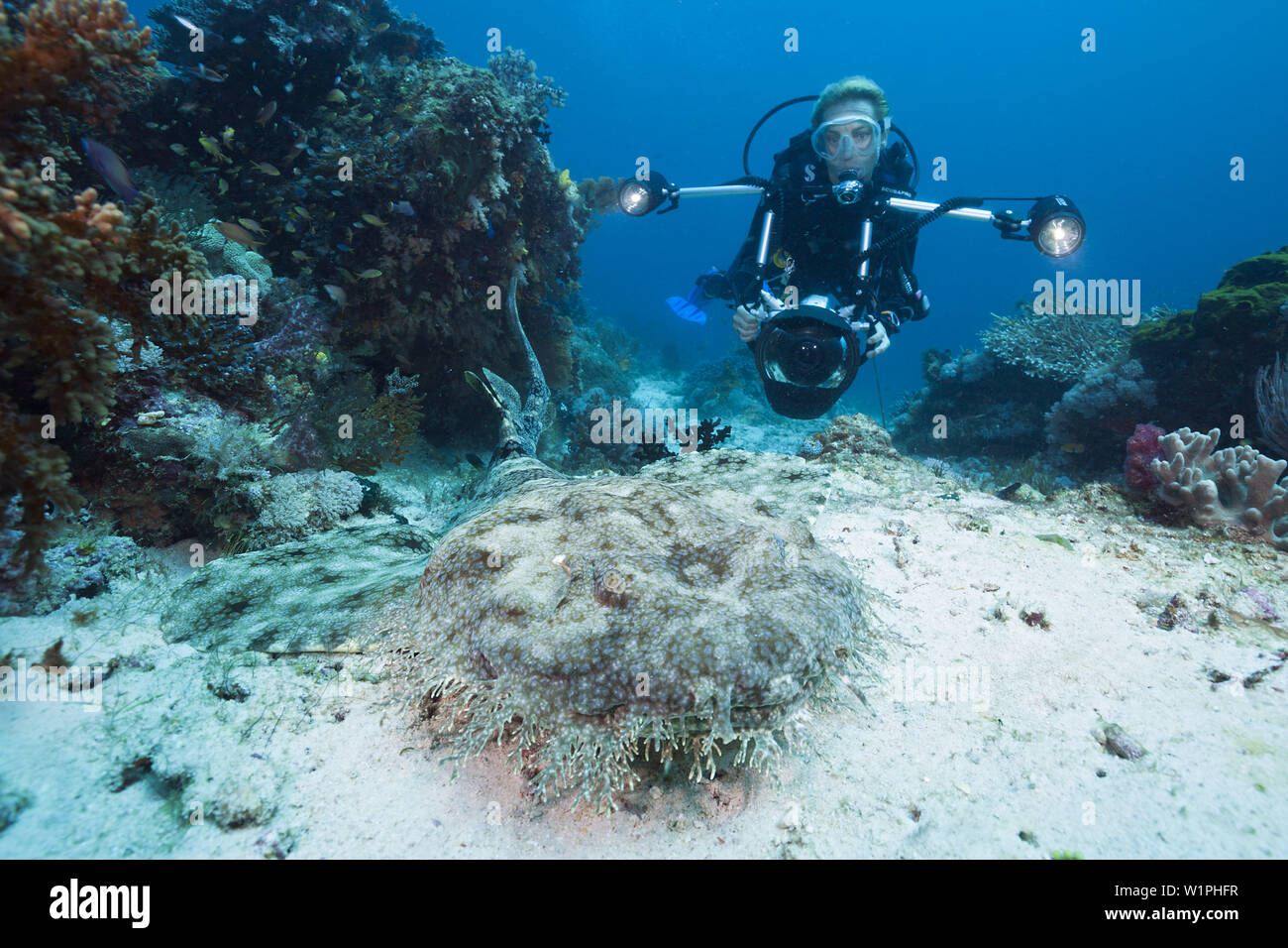 Diver and Tasselled Wobbegong, Eucrossorhinus dasypogon, Raja Ampat, West Papua, Indonesia Stock Photo
