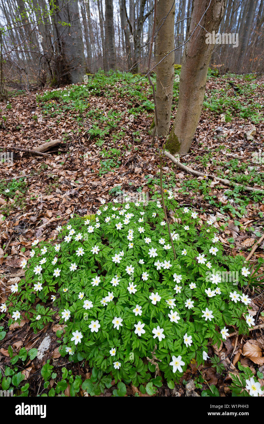 Wood anemone in beech forest in spring, Anemone nemorosa, Hainich National Park, Thuringia, Germany, Europe Stock Photo
