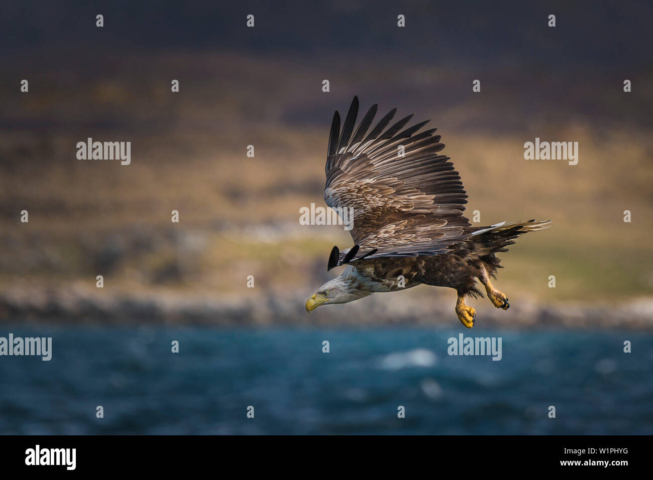 white-tailed sea eagle attacking, Vesteralen, Norway Stock Photo