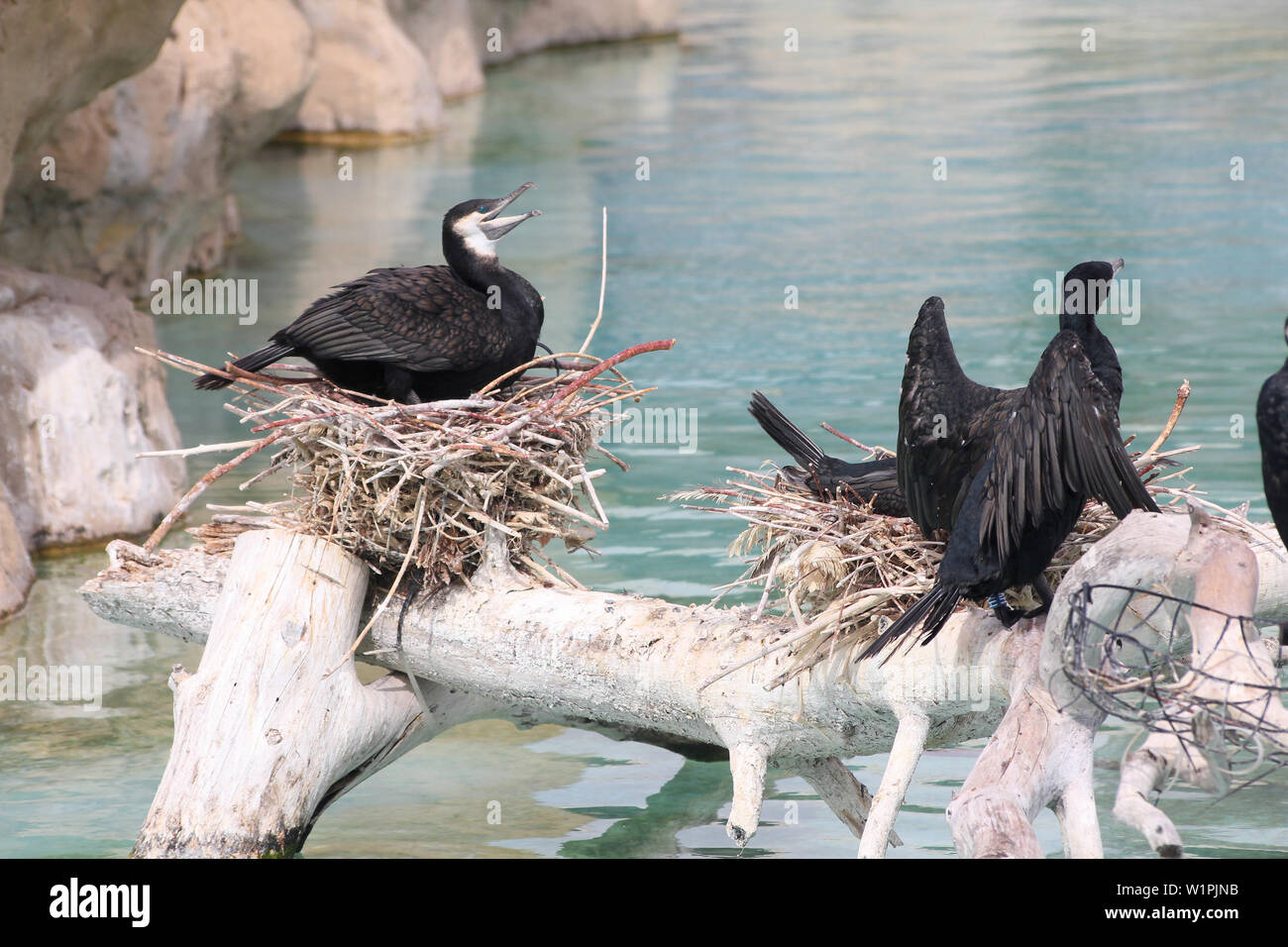 Great cormorant birds (Phalacrocorax carbo) at Valencia Oceanografic marine park in Spain Stock Photo