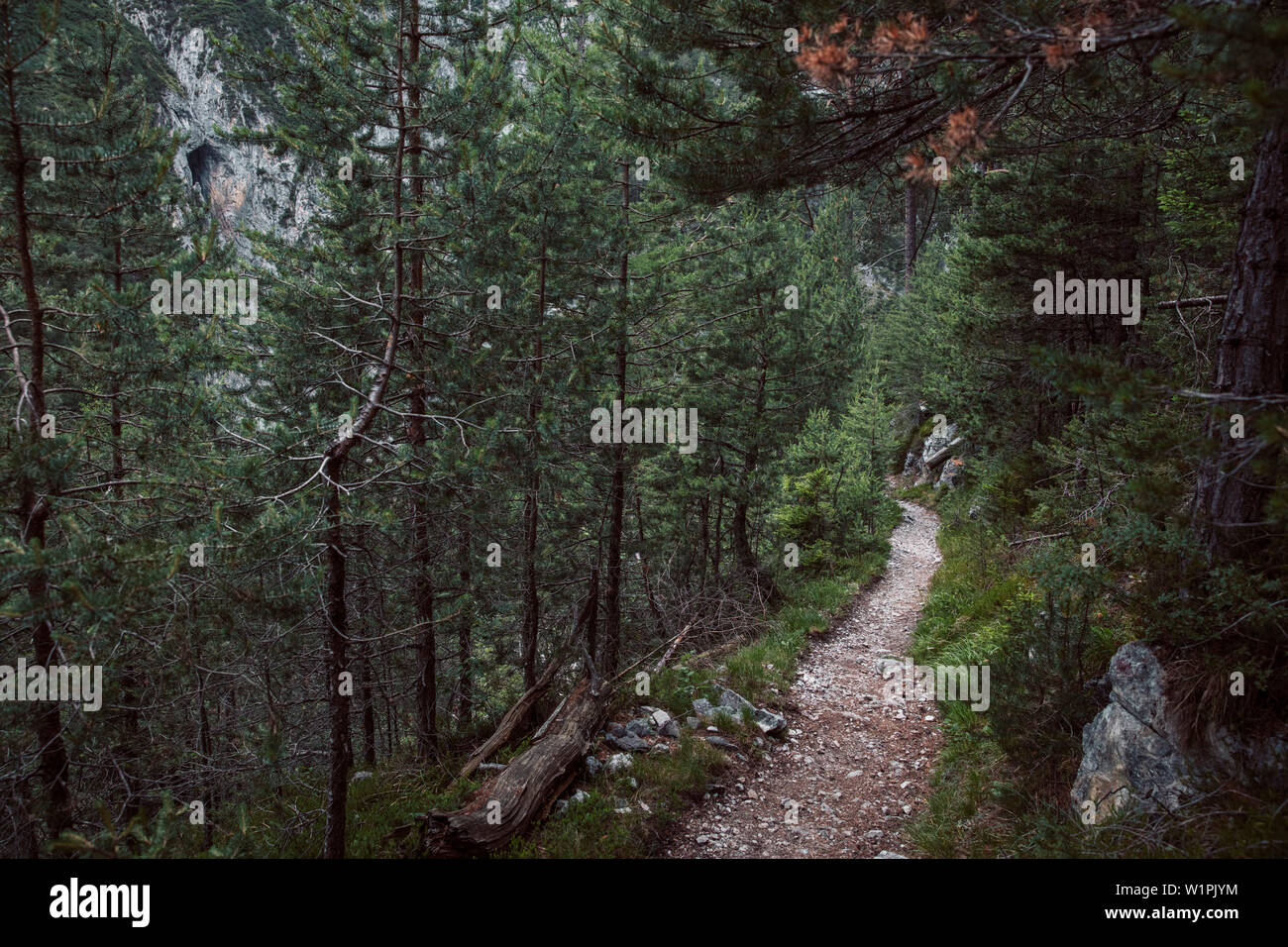 Long distance path through a coniferous forest, E5, Alpenüberquerung, 3rd stage, Seescharte,Inntal, Memminger Hütte to Unterloch Alm, tyrol, austria, Stock Photo