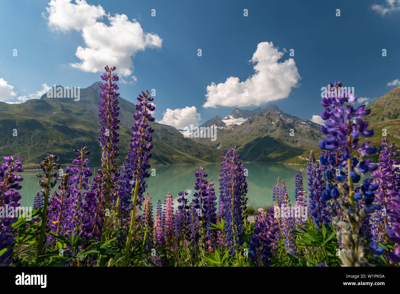 Lake Silvrettasee, lupines, Mt. Hohes Rad, Mt. Schattenspitze, Glacier Schattenspitzgletscher, Bludenz, Vorarlberg, Austria, Europe Stock Photo