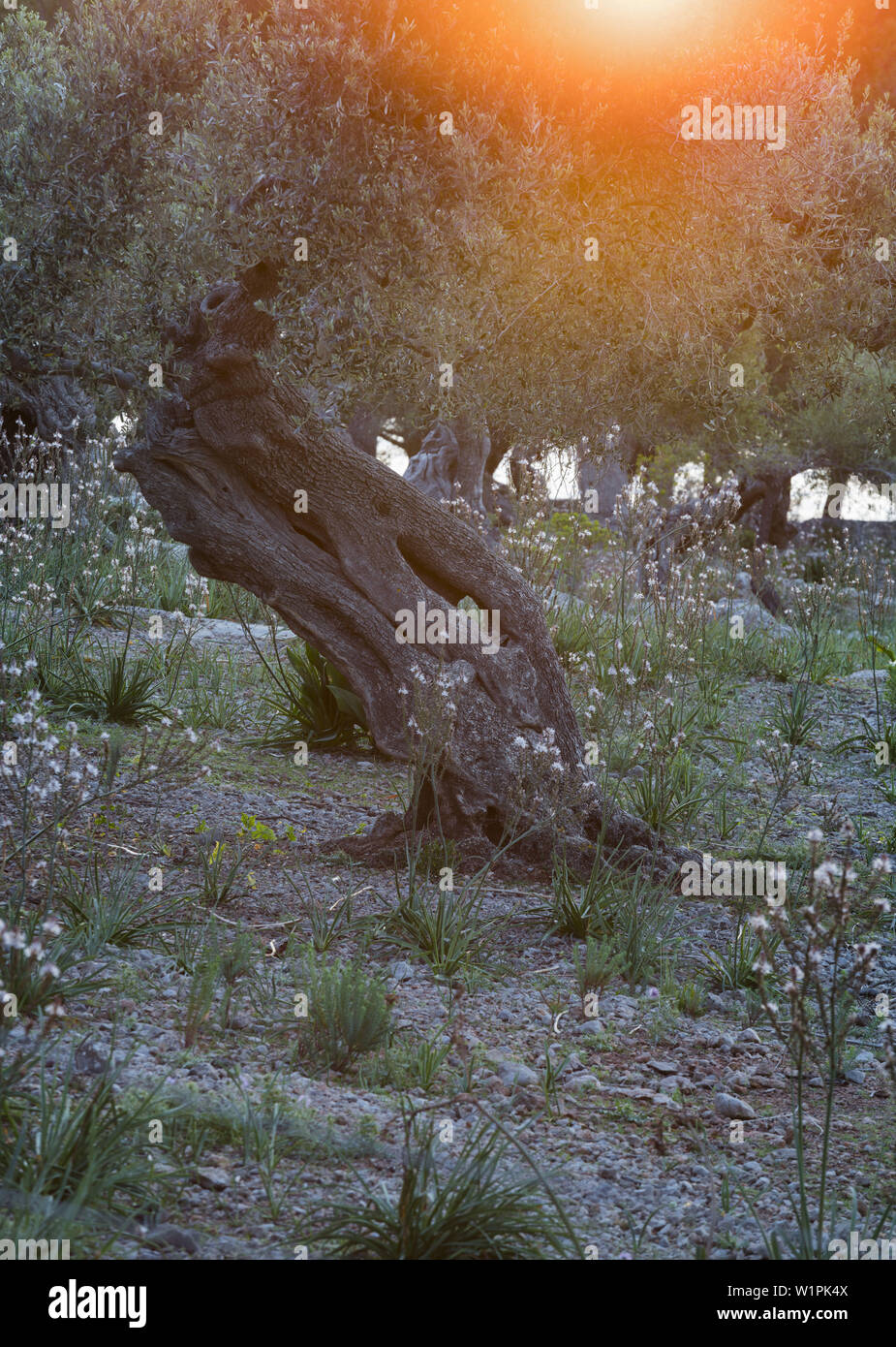 Olive trees at Deia, Mallorca, Balearics, Spain Stock Photo