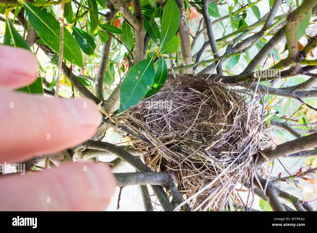 An empty small bird's nest in shrub in a domestic garden in Dublin, Ireland Stock Photo