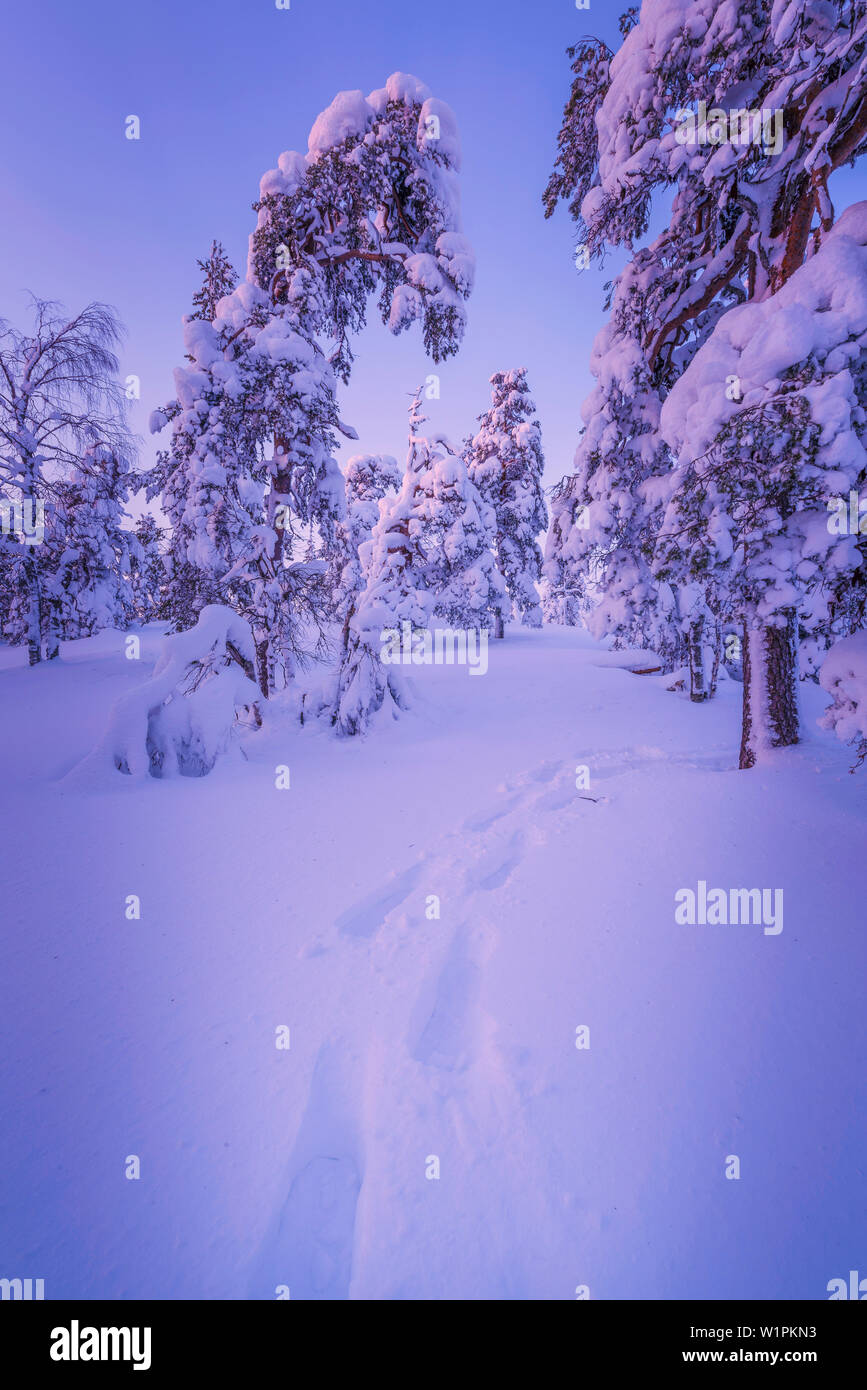 footprints in the snow, Pahä-Luosto National park, finnish Lapland Stock Photo