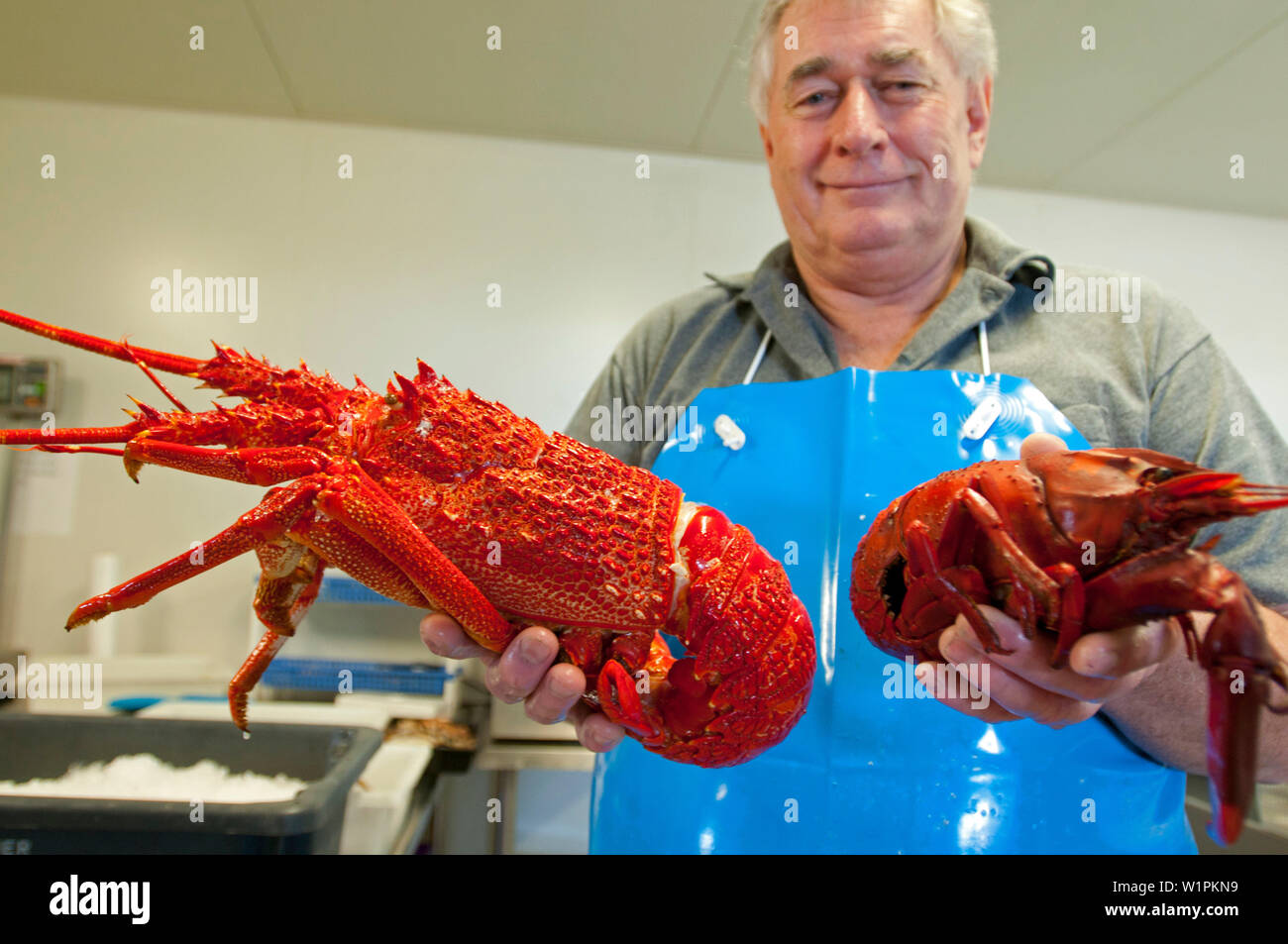 Cooked crayfish ion a fish shop on Kangaroo Island Stock Photo Alamy