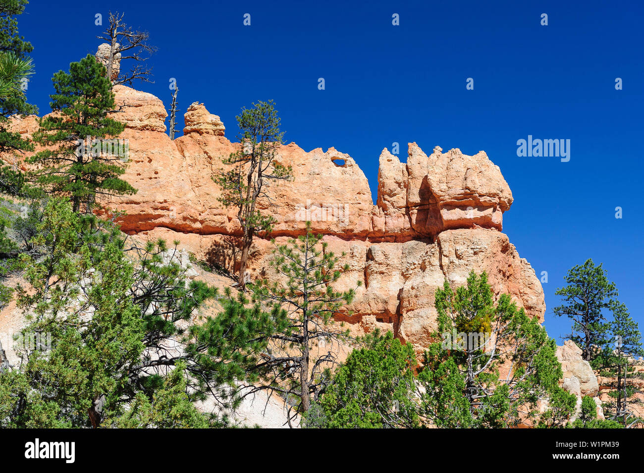 Tree formation rock shrub hi-res stock photography and images - Alamy