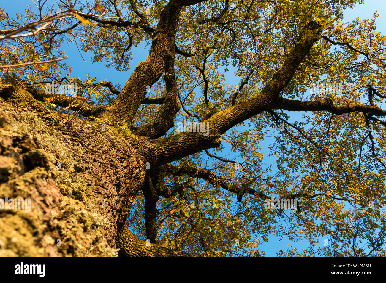 English oak autumn leaves quercus robur hi-res stock photography and ...