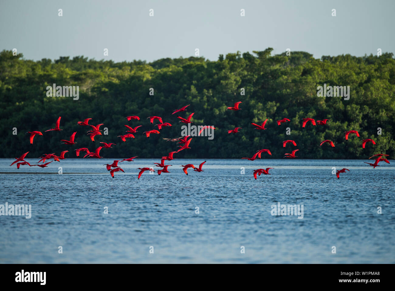 Caroni swamp bird sanctuary hi-res stock photography and images - Alamy
