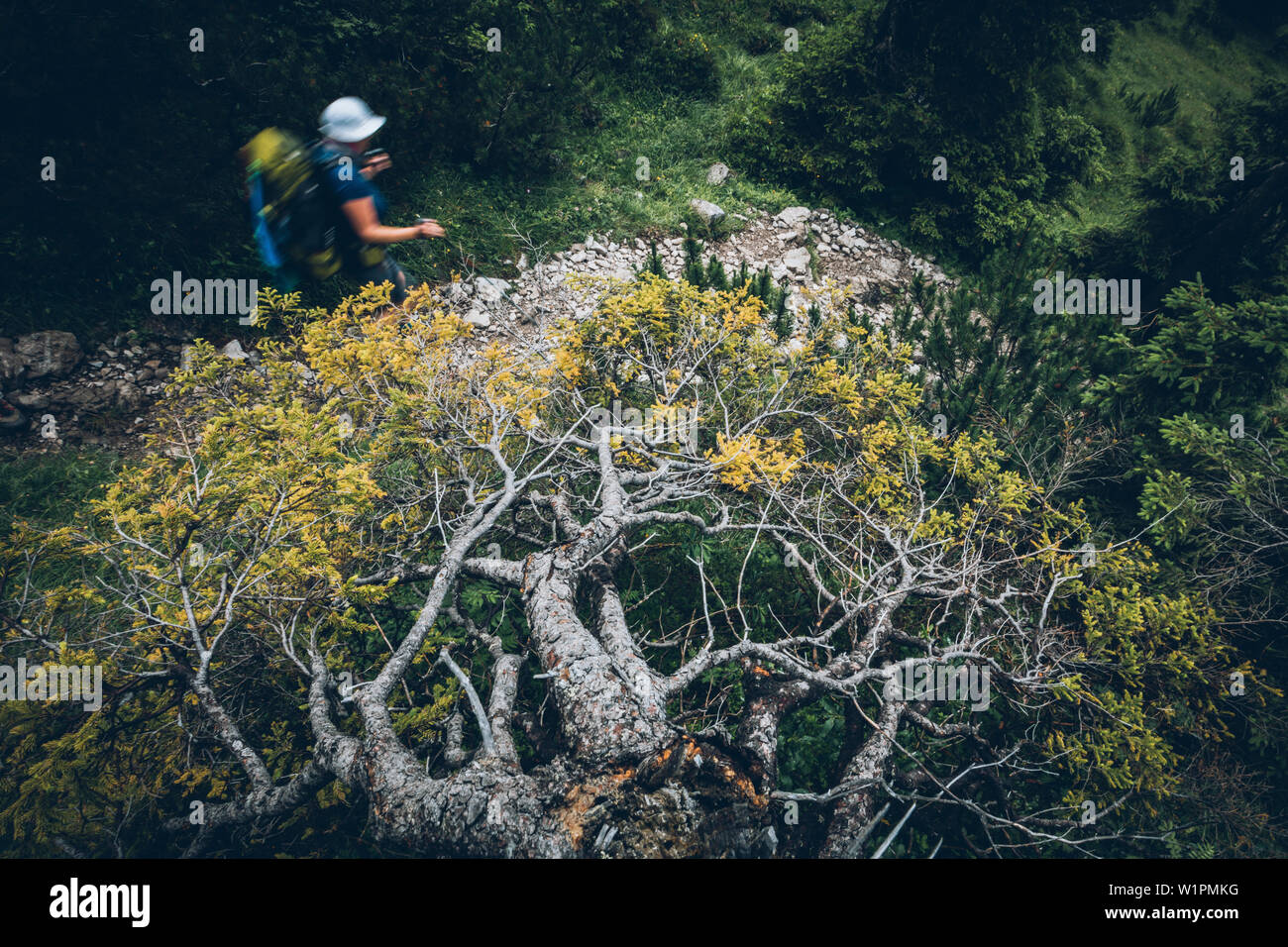 broken tree infront a hiker, E5, Alpenüberquerung, 2nd stage, Lechtal, Kemptner Hütte to Memminger Hütte, tyrol, austria, Alps Stock Photo