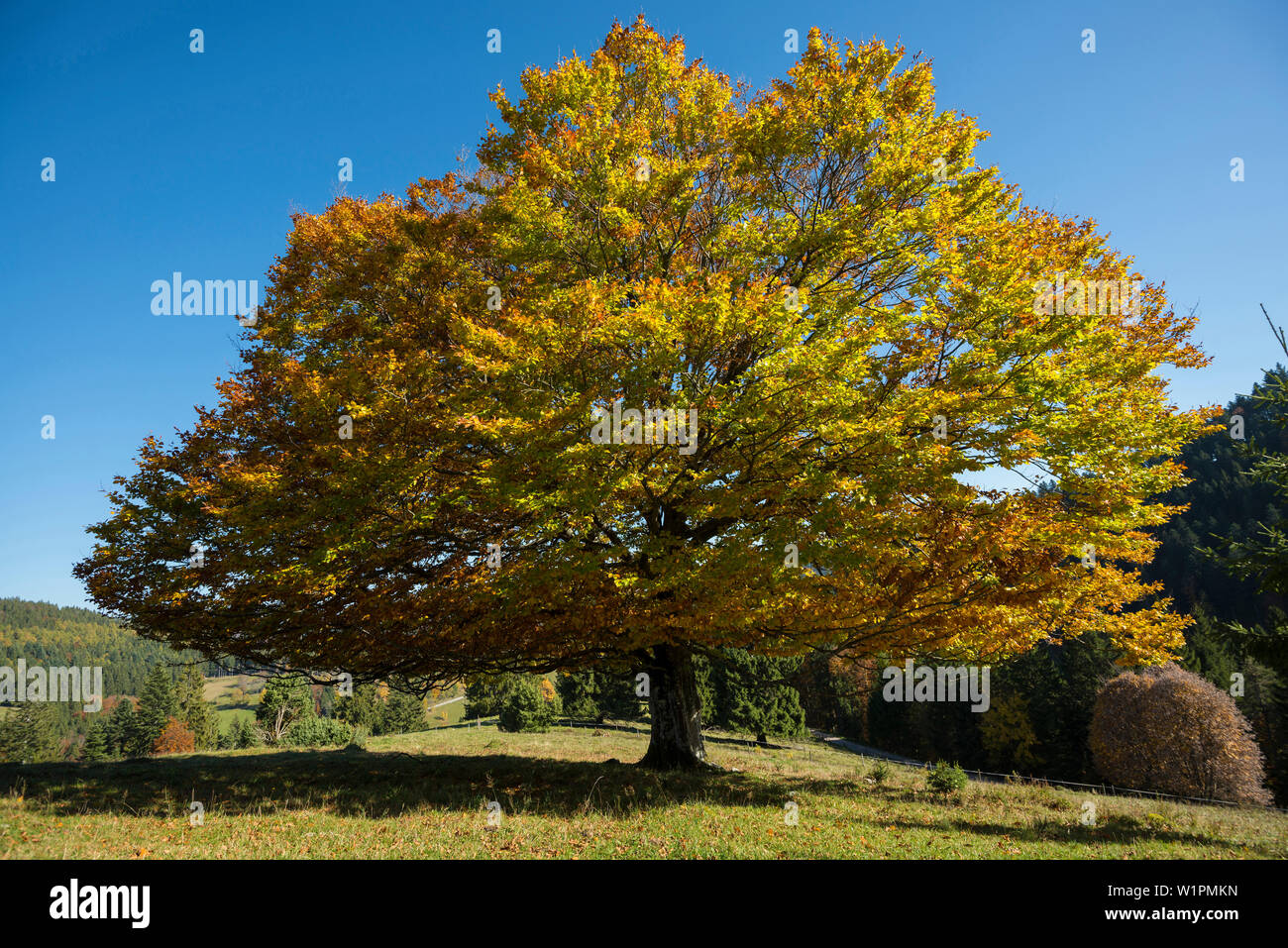 Black beech tree hi-res stock photography and images - Alamy