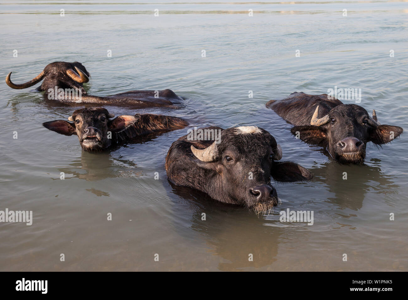 water buffalo of Khuzestan, Iran, Asia Stock Photo