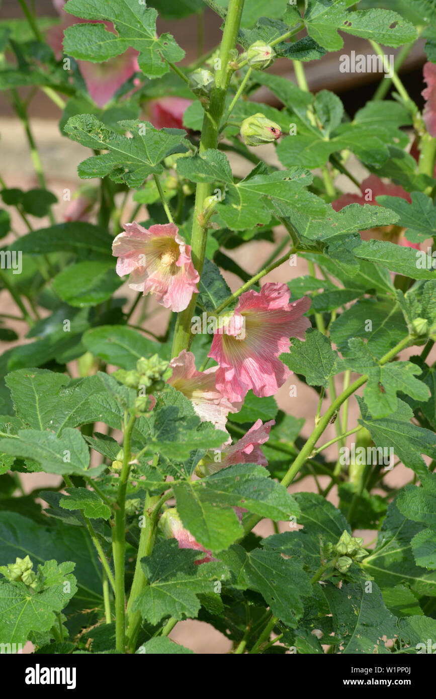 STOCKROSEN . HOLLYHOCK . Alcea rosea Stock Photo