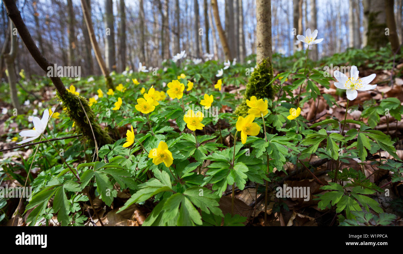 Yellow anemones in beech forest in spring, Anemone ranunculoides, Anemone nemorosa, Hainich National Park, Thuringia, Germany, Europe Stock Photo