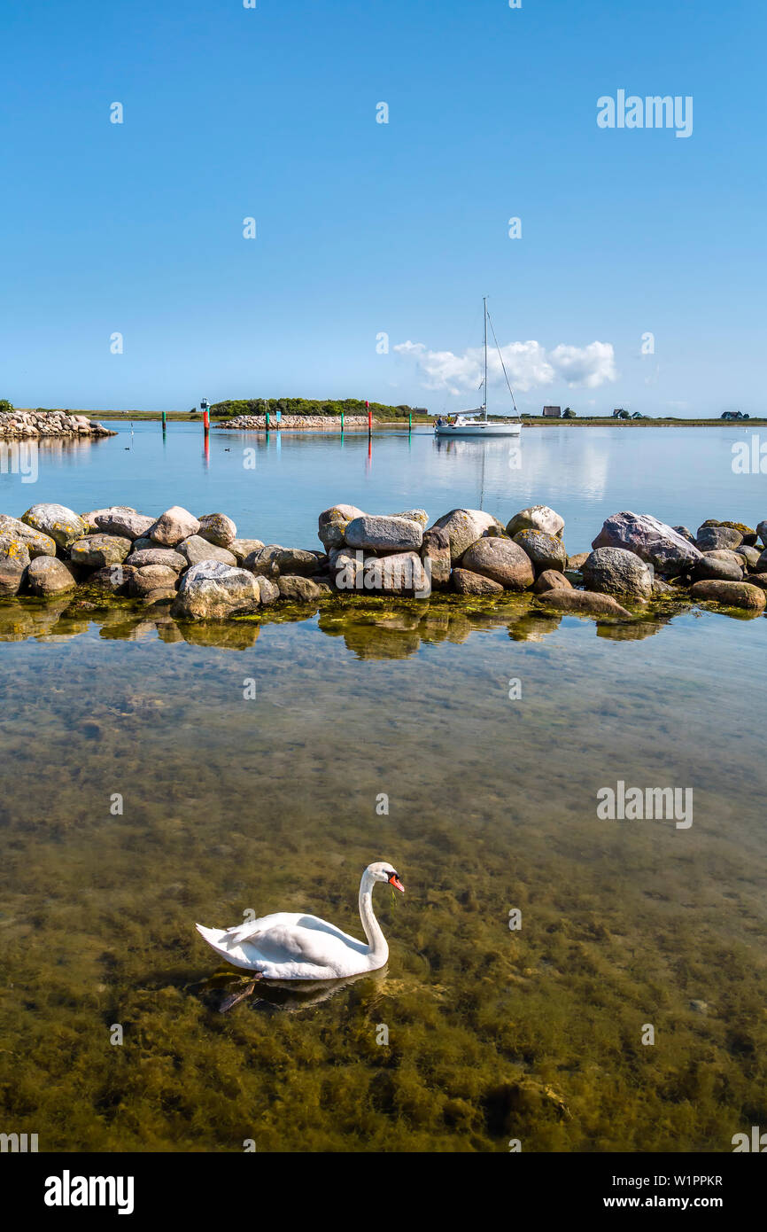 Swans in front of Graswarder peninsula, Heiligenhafen, Baltic coast, Schleswig-Holstein, Germany Stock Photo