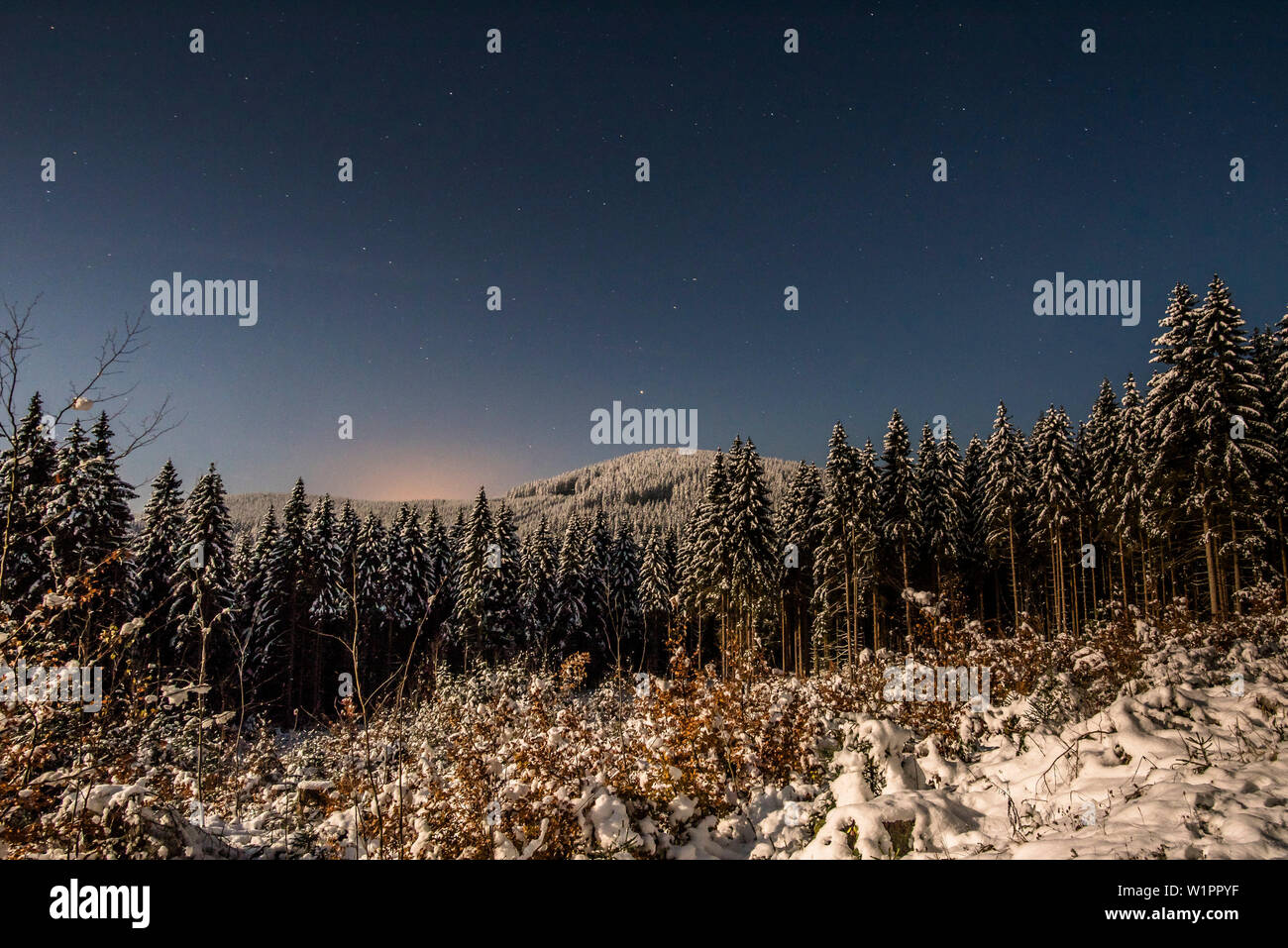 Winter Forest with low lying Winter sun, Evening Mood, Brocken, Harz national park, winter landscape, Saxony, Germany Stock Photo