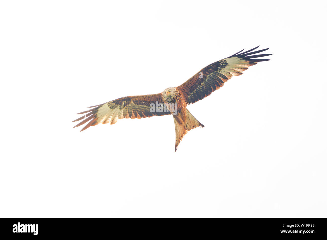 Red kite flies in the sky Stock Photo