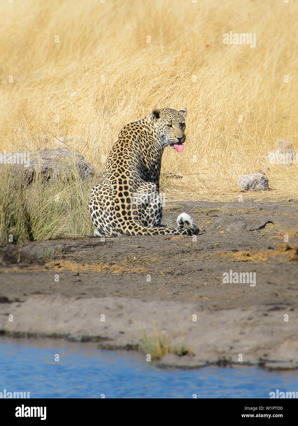 leopard at a waterhole, Etosha National Park, Namibia, Africa Stock ...