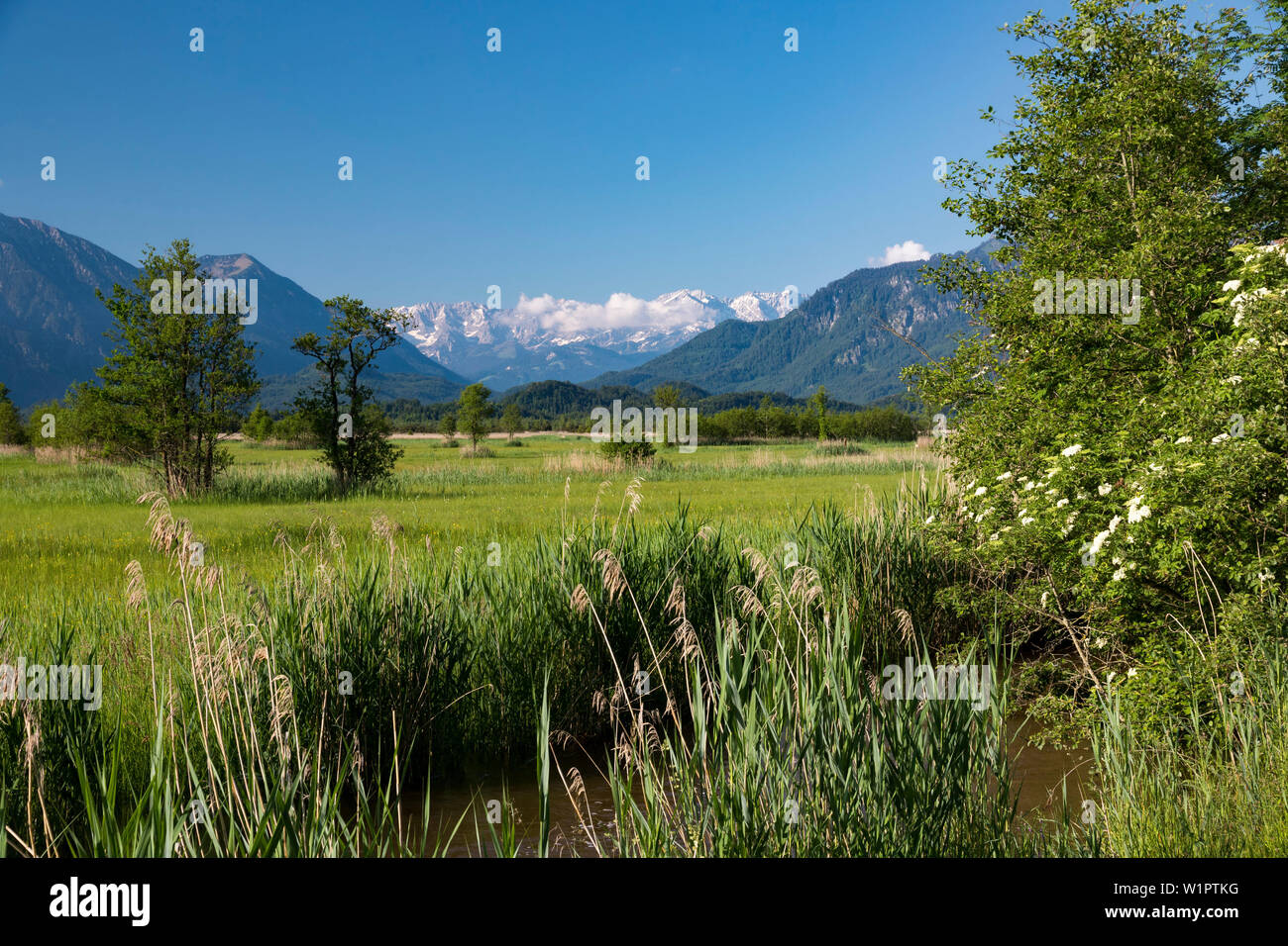 Moor, Murnau, Ramsach river, Wetterstein mountains, Alps, Landkreis Garmisch-Partenkirchen, Upper Bavaria, Germany, Europe Stock Photo