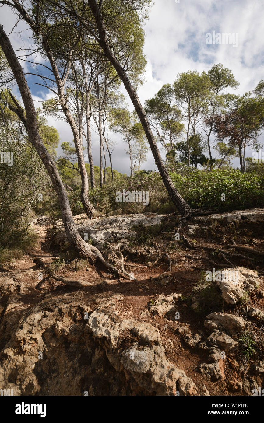 nature reserve, Mondrago, Santanyi, Majorca, Spain, Europe Stock Photo