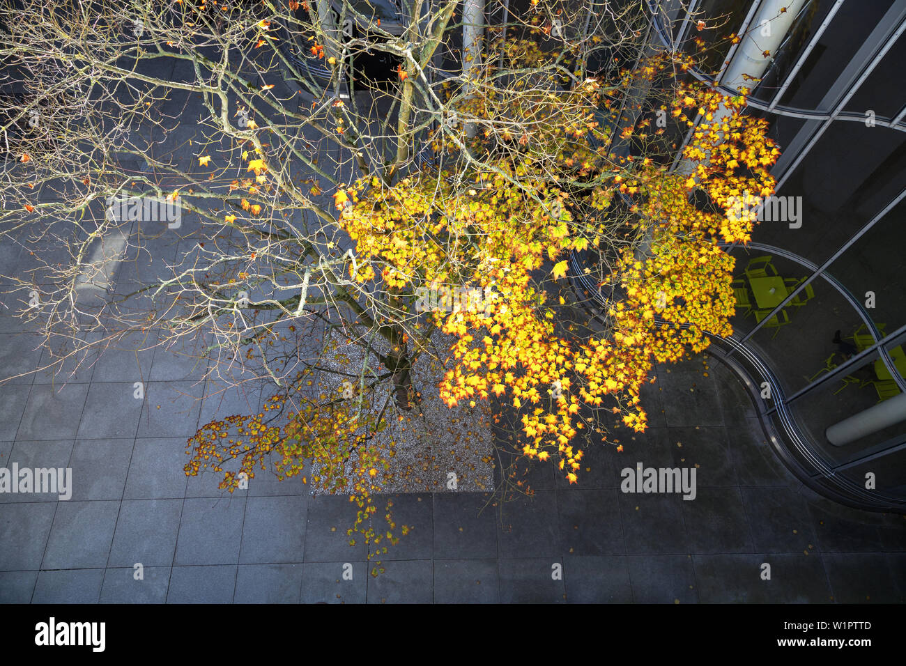 Coloured maple tree in autumn at the Art and Exhibition Hall of the Federal Republic of Germany along the Museum Mile, Bonn, Middle Rhine Valley, Nort Stock Photo