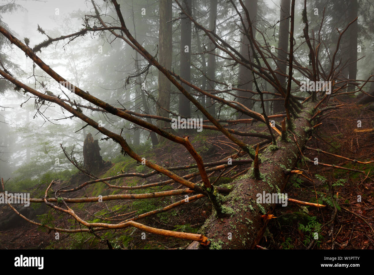 Fallen spruce, forest in mist at the hiking path to Grosser Falkenstein, Bavarian Forest, Bavaria, Germany Stock Photo