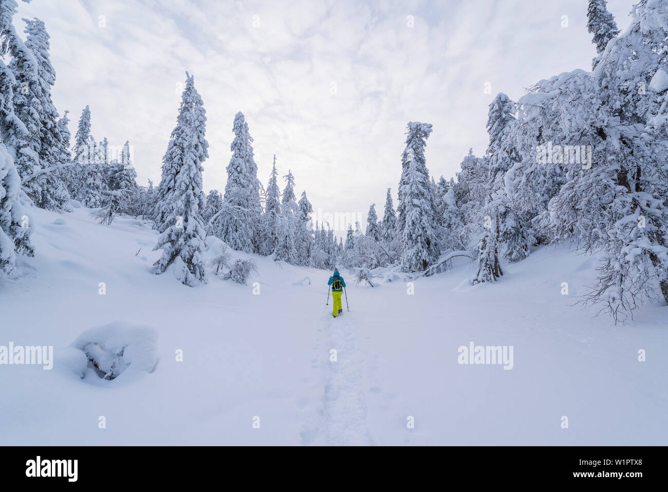snowshoe hike through the snowcovored trees in the PyhäLuosto National park, finnish Lapland