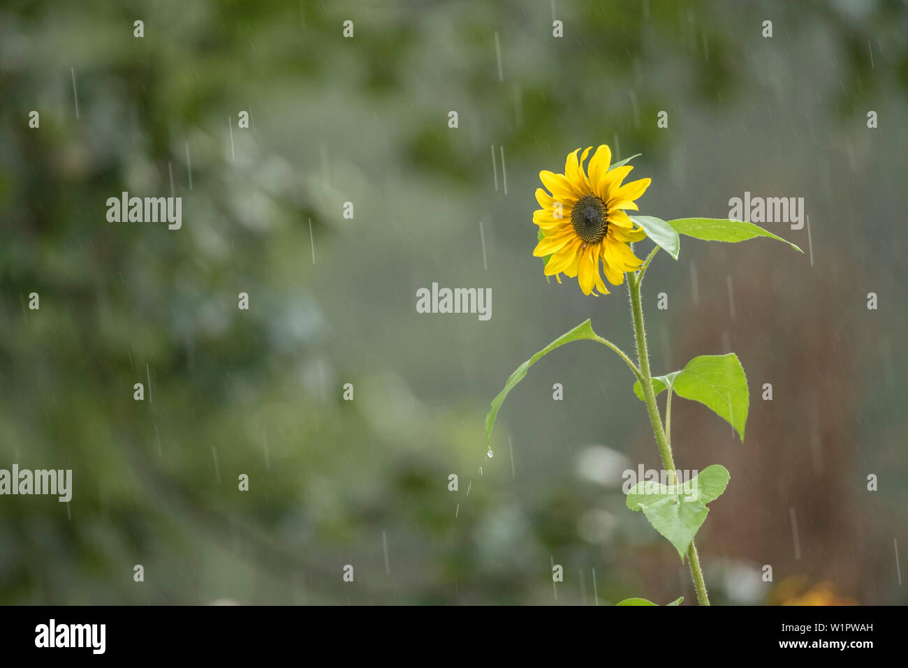 Sunflower in the garden, Garden flower, summer, summer rain, Germany Stock Photo