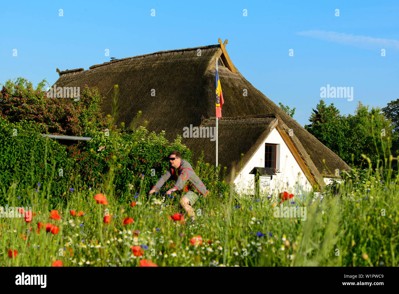Flower meadow with cyclist in Ahrenshoop, Fischland, Ostseeküste, Mecklenburg-Western Pomerania Ostseeküste, Germany Stock Photo