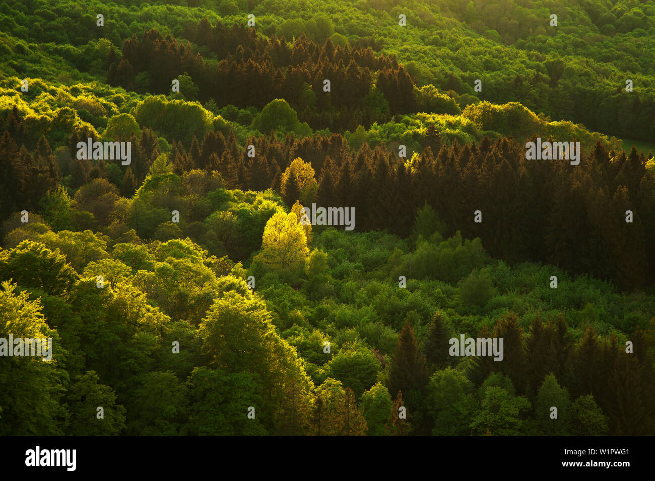 Mixed forest, Rhoen, Hesse, Germany Stock Photo