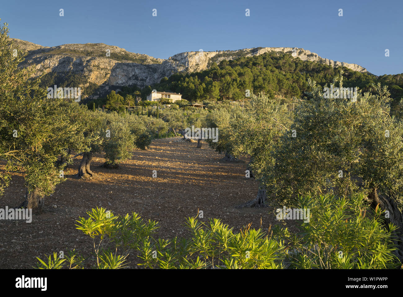 Olive trees at Deia, Mallorca, Balearics, Spain Stock Photo