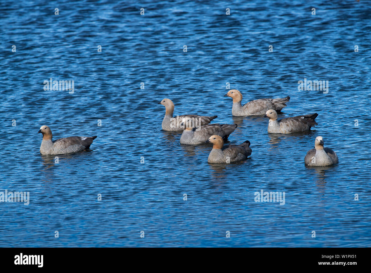 Seven female upland geese, also known as Magellan Geese (Chloephaga picta), swim in deep blue water, Westpoint Island, Falkland Islands, British Overs Stock Photo