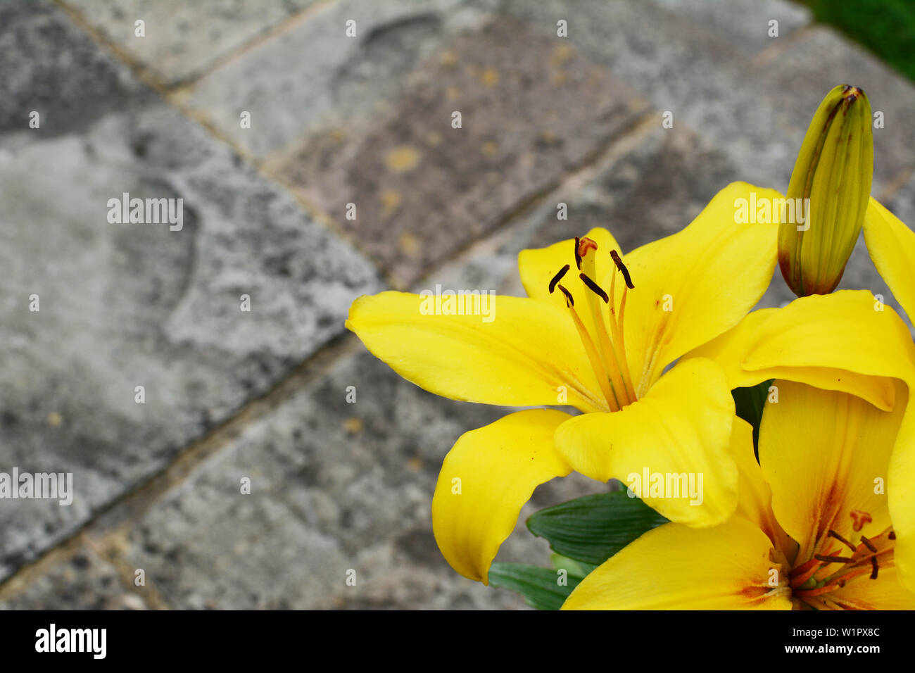 Bold yellow lily flowers on a weathered stone patio with copy space Stock Photo