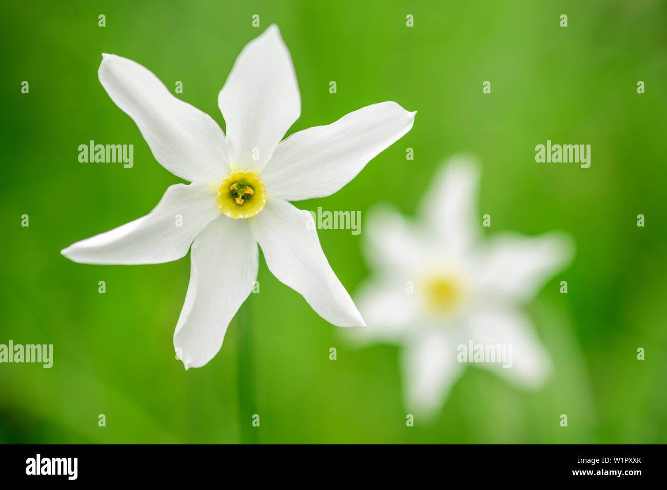 Daffodil, Narcissus, valley Val Varaita, Cottian Alps, Piedmont, Italy