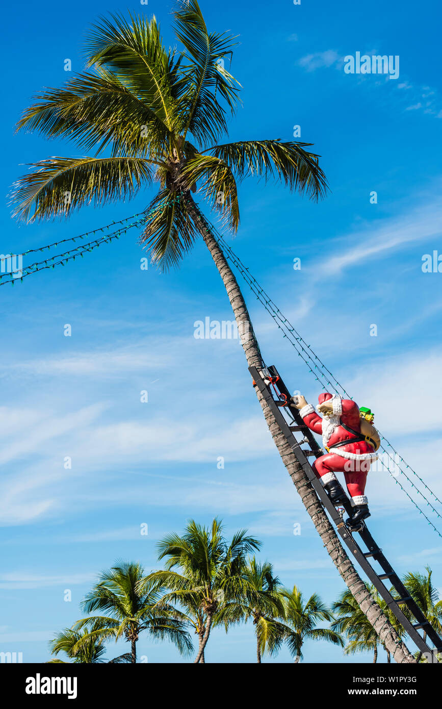 Santa Claus climbing a palm tree with a ladder, Captiva, Florida, USA Stock Photo