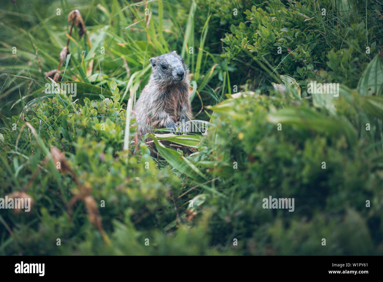 Marmot in the meadow, E5, alpenüberquerung, 1st stage Oberstdorf Sperrbachtobel to Kemptnerhütte, allgäu, bavaria, germany Stock Photo