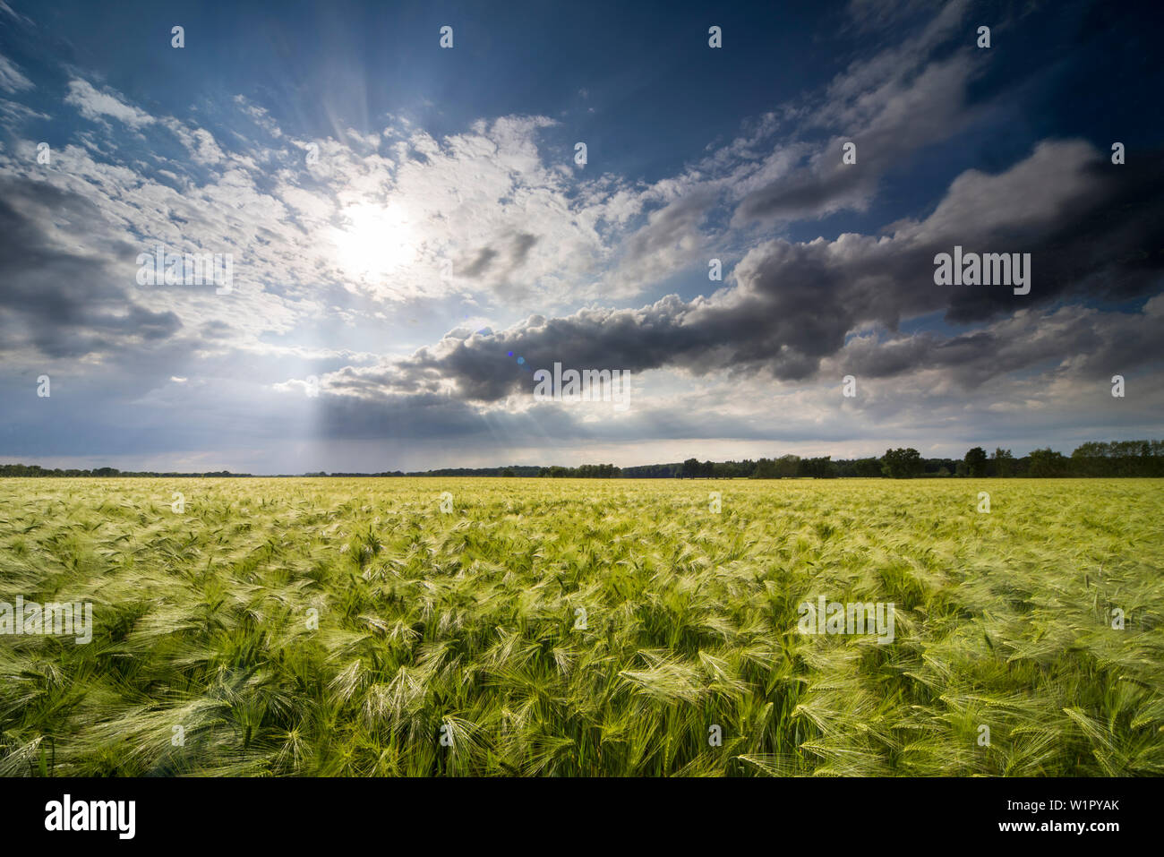 Barley field in the evening light, Goldenstedt, Vechta, Wildeshauser Geest, Lower Saxony, Germany Stock Photo