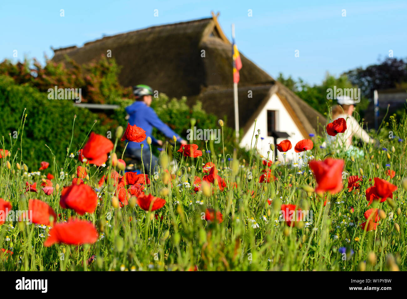 Flower meadow with cyclist in Ahrenshoop, Fischland, Ostseeküste, Mecklenburg-Western Pomerania Ostseeküste, Germany Stock Photo