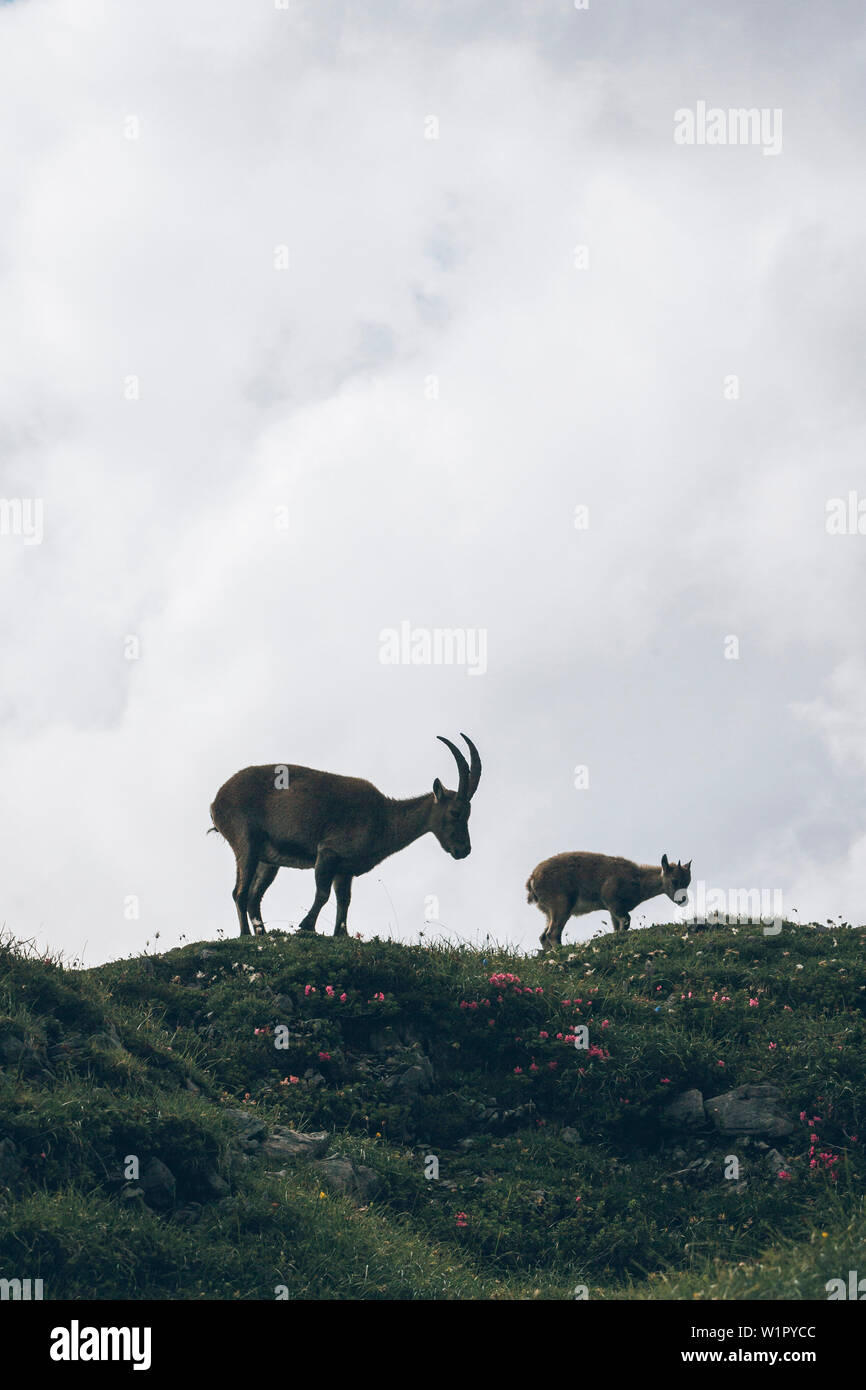 Ibex on flower meadow, E5, alpenüberquerung, 1st stage Oberstdorf Sperrbachtobel to Kemptnerhütte, allgäu, bavaria, germany Stock Photo