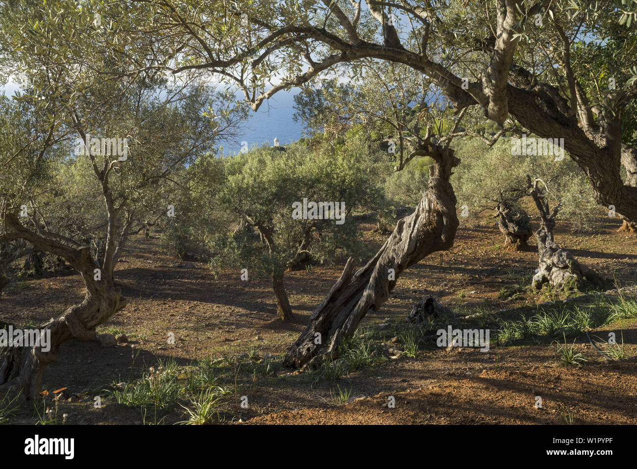 Olive grove at Son Marroig, Deia, Mallorca, Balearics, Spain Stock Photo