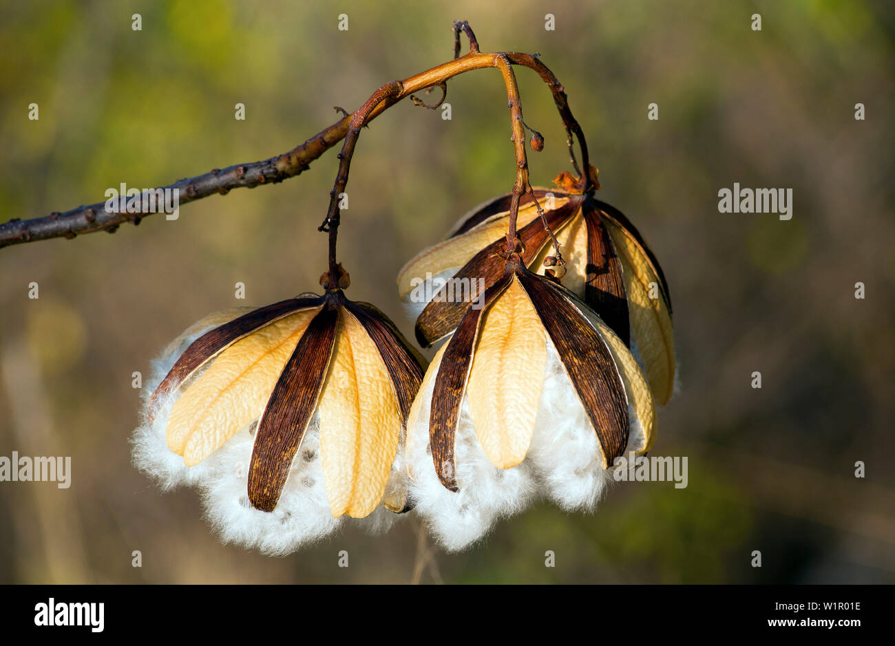 The seed pods of the native kapok tree Stock Photo Alamy